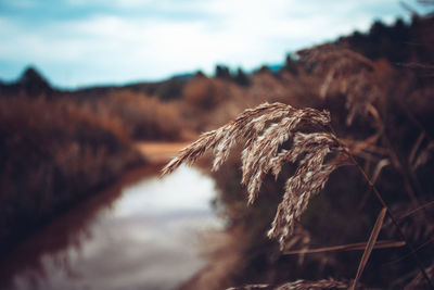 Close-up of dry leaf on field against sky