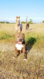 Dog sitting by horses in field