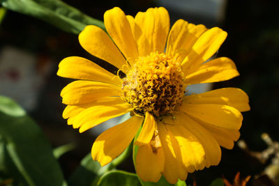 Close-up of yellow flower