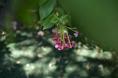 Close-up of pink flower blooming outdoors