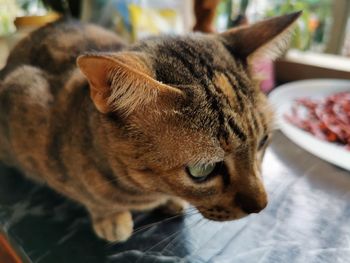 Close-up of a cat resting