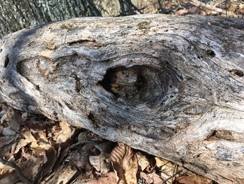 Close-up of tree trunk