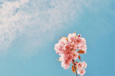 Close-up of pink cherry blossom against blue sky