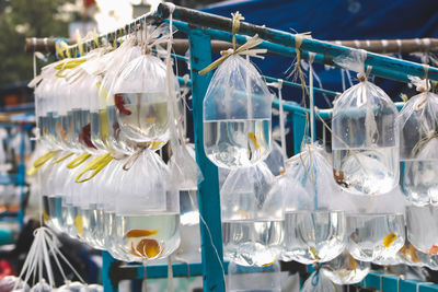 Fish in plastic bags hanging for sale