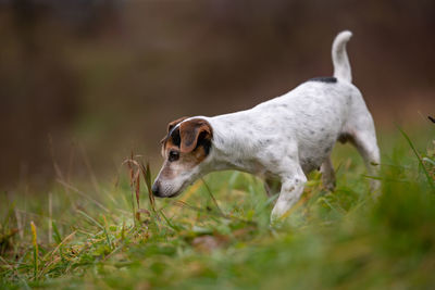 View of a dog on field