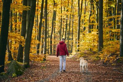 Man with dog in autumn nature. pet owner is walking with his labrador retriever in colorful forest.