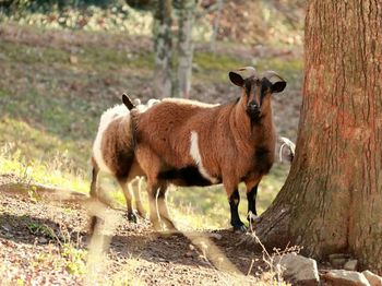 Dog standing on tree stump