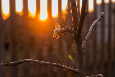 Close-up of apple-tree leaf in gold light