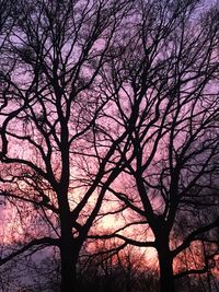 Low angle view of silhouette bare tree against sky