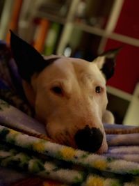 Close-up portrait of dog at home