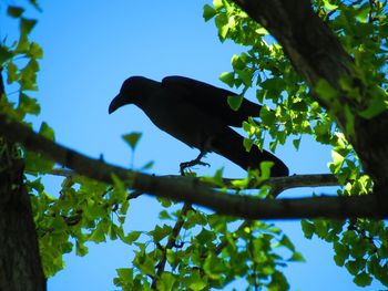 Low angle view of birds perching on branch