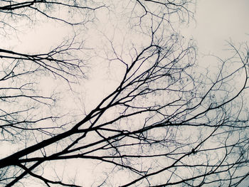 Low angle view of bare tree against sky