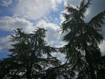 Low angle view of tree against sky