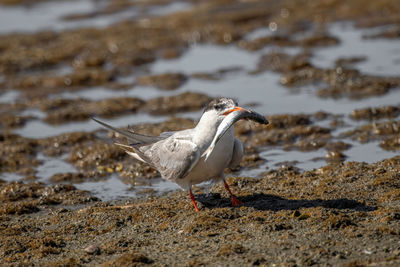 Seagull perching on a beach