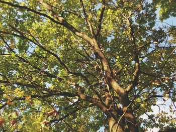 Low angle view of trees in forest