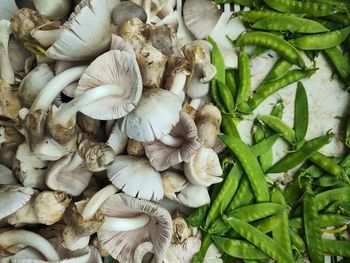 Close-up of mushrooms