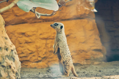 View of giraffe standing on rock