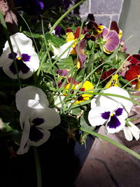 High angle view of white flowering plant