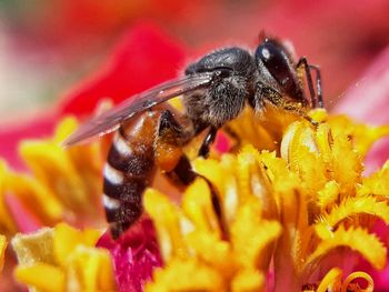 Close-up of bee pollinating on yellow flower