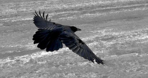 Close-up of bird flying