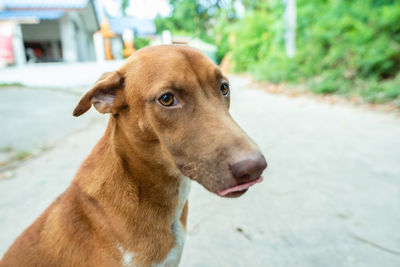 Close-up portrait of a dog looking away