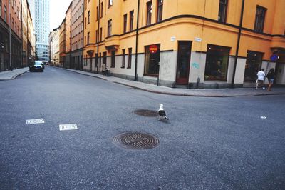 Seagull on street against buildings in city