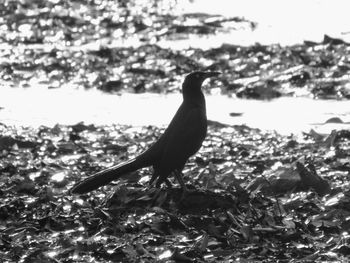 Bird perching on shore