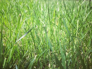 Close-up of grass growing in field