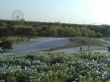 Close-up of flowers in pond