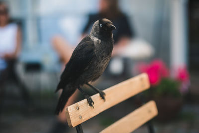 Close-up of bird perching on wood