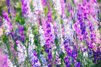 Close-up of purple flowering plants on field