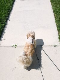 High angle view of dog on a leash