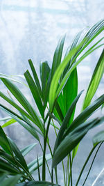 Close-up of fresh green plant against sky