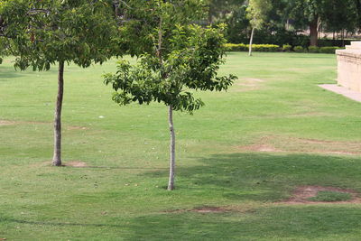 Trees in park
