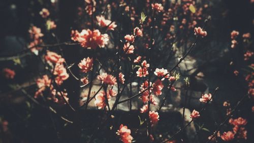 Close-up of flowering plants on field