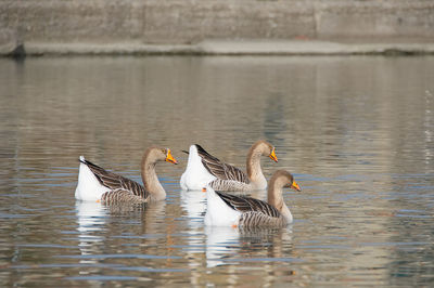 Birds swimming in lake