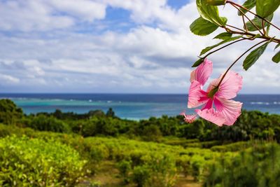 Pink flowering plants by sea against sky