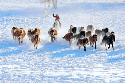 Dogs on snow covered landscape