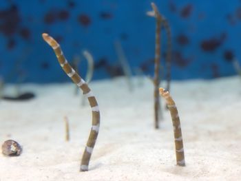 Close-up of spotted garden eel on sand