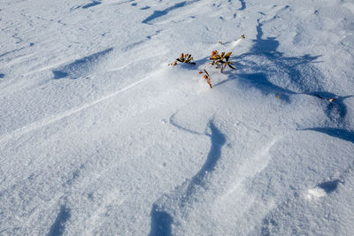 High angle view of leaves on snow covered field