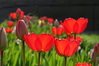 Close-up of red tulip flowers on field