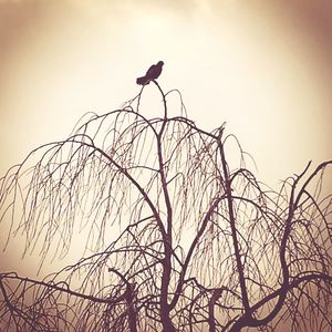 Low angle view of birds perching on branch