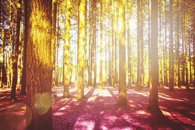 Trees in forest during autumn