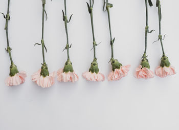 Flatlay with pink carnation flowers