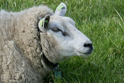 Close-up of a sheep on grass