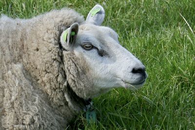 Close-up of a sheep on grass