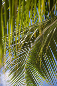 Full frame shot of palm tree