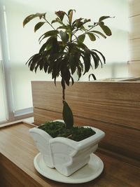 Close-up of potted plant on table at home