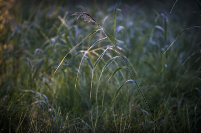 Close-up of grass growing on field