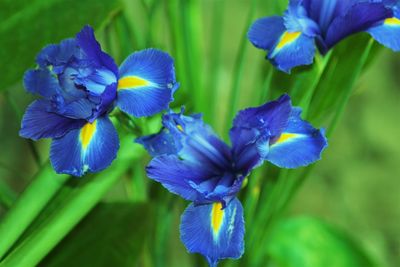 Close-up of purple flowers